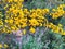 Blooming and flowering pretty thorny golden yellow gorse shrub