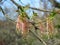 Blooming flowering tree shrub twig on blurred background. Close up of green blossom and in spring. Long stamen.