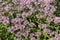 Blooming Flowering Violet Flowers Background With Green Leaves