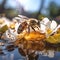 blooming flowers ,bee and butterfly sitting on fruits, mandarin,olives,with drops of morning dew water