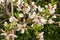 Blooming flowers on the branches of a young almond tree against a blurred green background