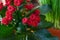 Blooming flowers of Calandiva â€˜Leonardoâ€™, Christmas kalanchoe, flaming Katy Kalanchoe blossfeldiana