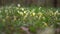 Blooming flowers field in springtime. Wild flowers growing in rural environment.