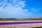 Blooming flowers fields. Colorful spring background