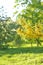 Blooming flowers of forsythia. Spring natural sunny floral background and green trees.