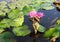 Blooming flowers and green leaves in quiet warm water