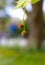 Blooming flowers of London Planetree, maple-leaved plane