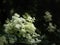 Blooming flowers of Meadowsweet, Filipendula ulmaria, Closeup with copy space