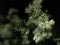 Blooming flowers of Meadowsweet, Filipendula ulmaria, Closeup with copy space