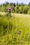 Blooming flowers on mire