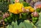 Blooming flowers ordinary prickly pear