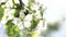 Blooming flowers of a pear tree close up backlit by spring morning sun on the blue sky background.