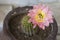 Blooming flowers of pink torch Echinopsis huascha cactus