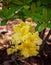 Blooming flowers of rhododendron anneke yellow azalea