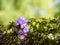 Blooming flowers of Rhododendron bush, azalea in spring