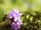 Blooming flowers of Rhododendron bush, azalea in spring