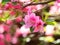 Blooming flowers of Rhododendron bush, azalea in spring