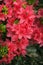 Blooming flowers of rhododendron japonicum