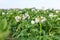 blooming flowers of ripening bush of potato plant, cultivated agricultural plant potato, organic crop and harvest, garden farm