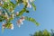 Blooming flowers on robinia tree