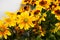 Blooming flowers of Rudbeckia in dense clusters. Close-up bouquet