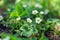 Blooming flowers on strawberry bushes in the garden