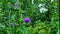 Blooming flowers of thistle in a summer field.