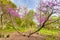 Blooming Flowers and Trees in Spring Landscape in Eden Park, Cincinnati