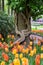 Blooming flowers, tulips and tree trunk with ivy in Keukenhof park in The Netherlands, Europe