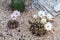 Blooming flowers and unripe seed pods of Gymnocalycium mihanovichii LB2178 Agua Dulce hybrid  cactus