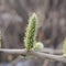 Blooming flowers of the willow. Macro.