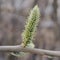 Blooming flowers of the willow. Macro.