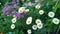 Blooming flowers of yarrow and chamomile. Yarrow from the Astrov family, used as a medicinal, spicy, ornamental and honey plant. A