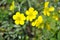 Blooming flowers of yellow Caltha buttercup with green leaves blurry background