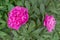 Blooming fluffy pink peonies of the Amabilis variety with densely growing petals against a background of dark green leaves