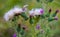 Blooming, fluffy, prickly thistle flowers