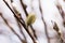 Blooming fluffy shoots on willow branches in spring