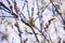 Blooming fluffy shoots on willow branches in spring