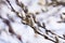 Blooming fluffy shoots on willow branches in spring