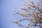 Blooming fluffy shoots on willow branches in spring