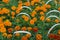 Blooming fluffy tagetes flowers in orange and maroon with luscious green carved leaves, displayed tightly in pots