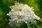 Blooming fluffy white hydrangea