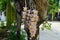 Blooming forest orchid in summer