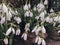 Blooming forest snowdrops meadow in morning dew