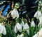 Blooming forest snowdrops meadow in morning dew.