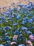 Blooming forget-me-not. Flower blue-pink background of small flowers.