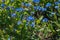 Blooming forget-me-not flowers grow in the garden. Spring gardening, outdoor concept background, floral style