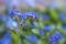 Blooming Forget-me-not (Myosotis) in the garden, blue flowers against a green background, romantic greeting card