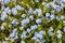 Blooming forget-me-nots Blue forget-me-nots . Selective focus