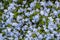 Blooming forget-me-nots Blue forget-me-nots . Selective focus